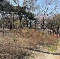 도심에서 만나는 한옥과 어우러진 봄꽃과의 만남 “남산골 한옥마을”