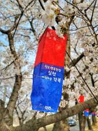 대구근교 벚꽃로드, 실시간 청도 벚꽃터널🌸
