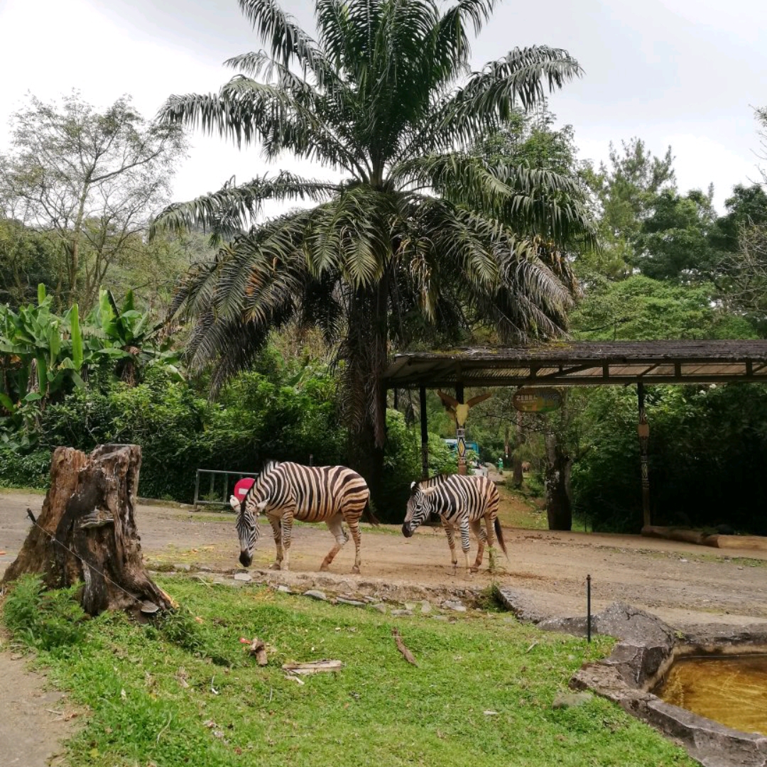 ซาฟารีในสวนสัตว์อินโดนีเซียที่น่าทึ่ง