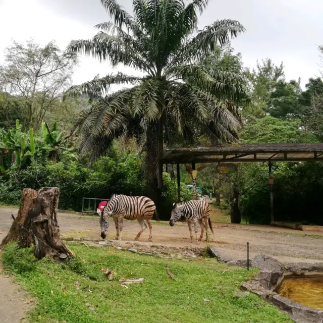 Incredible Taman Safari Indonesia