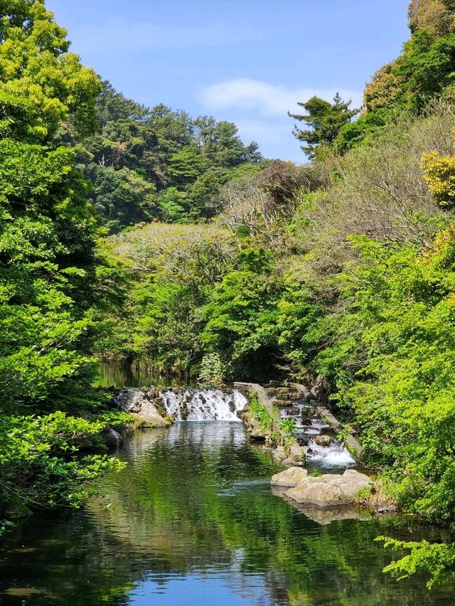 서귀포 힐링 산책길 천연기념물 천지연폭포💧