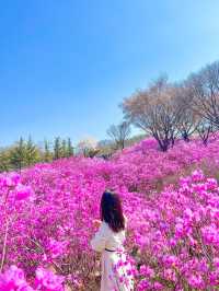 하얀 팝콘과 핑크 물결의 봄꽃 구경🌸🤍💞