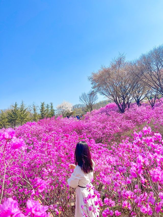 하얀 팝콘과 핑크 물결의 봄꽃 구경🌸🤍💞
