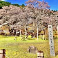 根尾淡墨桜