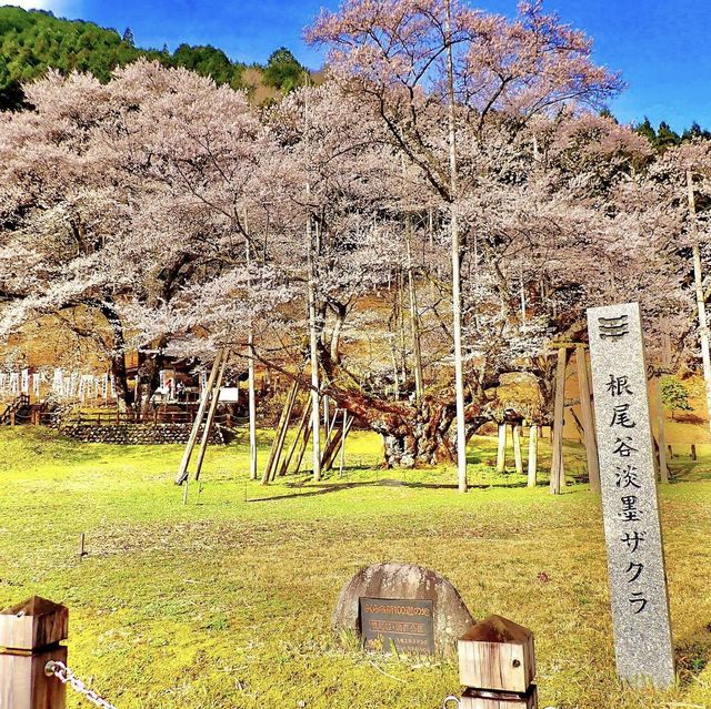 根尾淡墨桜