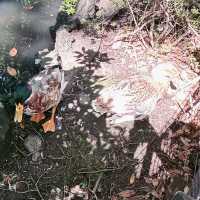 【東京】世田谷八幡宮・奉納相撲の土俵もある八幡さま