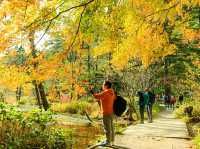 Mùa thu Kamikochi,nagano,japan