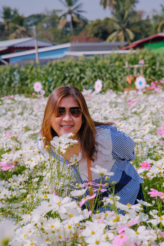 JP Farm Phitsanulok