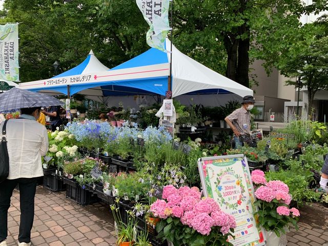 札幌　札幌観光　今がベストシーズン！初夏の札幌　花フェスタ！