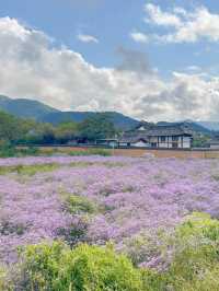 안동 하회마을에 가득 핀 보랏빛 개미취💜