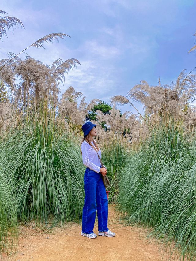 🌾팜파스 성지 가을 필수 여행 코스 태안 청산수목원