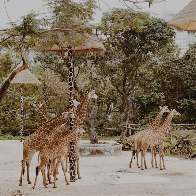 Shenzhen Safari Park 