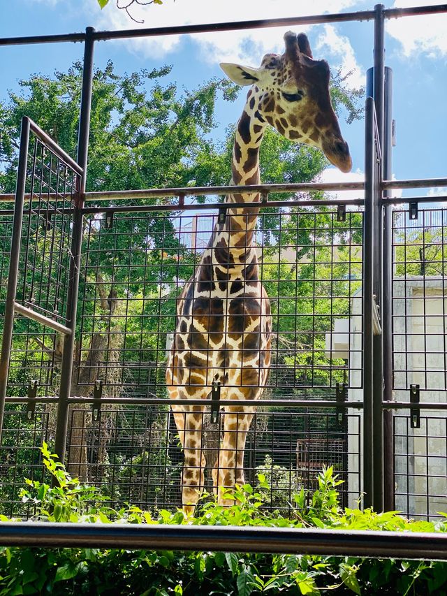 Kobe Oji Zoo 🐨🐼🐘🦩🦒