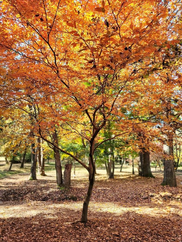 변함없이 아름다운 경주의 가을🍁🍂