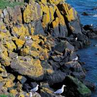 Inchcolm Island🏖️ 鳥語花香海島