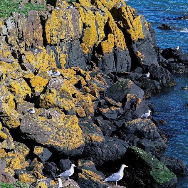 Inchcolm Island🏖️ 鳥語花香海島