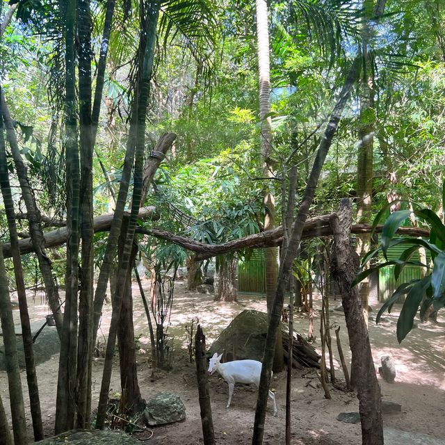 Khao Kheow open Zoo 