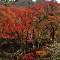 autumn vibes at Atami Plum Garden