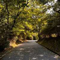 Day trip to Arashiyama- Japan