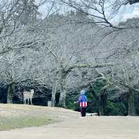 若草山