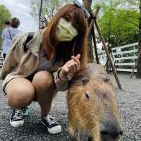 宜蘭 張美阿嬤農場