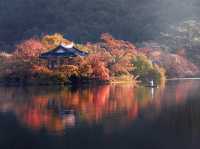 Busan Autumn
