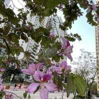 黃大仙下邨內嘅龍趣園何鴻燊公園