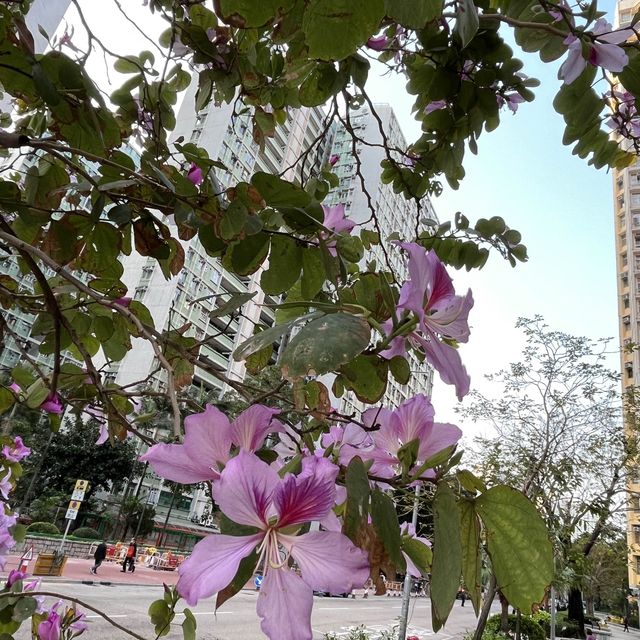 黃大仙下邨內嘅龍趣園何鴻燊公園