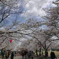 cherry blossom picnics