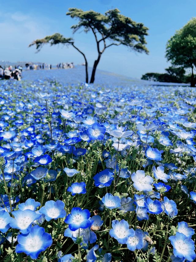 【ひたち海浜公園/ネモフィラ,菜の花,チューリップ】