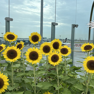 Sunflower 🌻 garden at Changi Airport T2