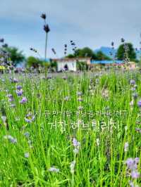이제 곧 만개할 경남권 라벤더, 거창허브빌리지🪻💜