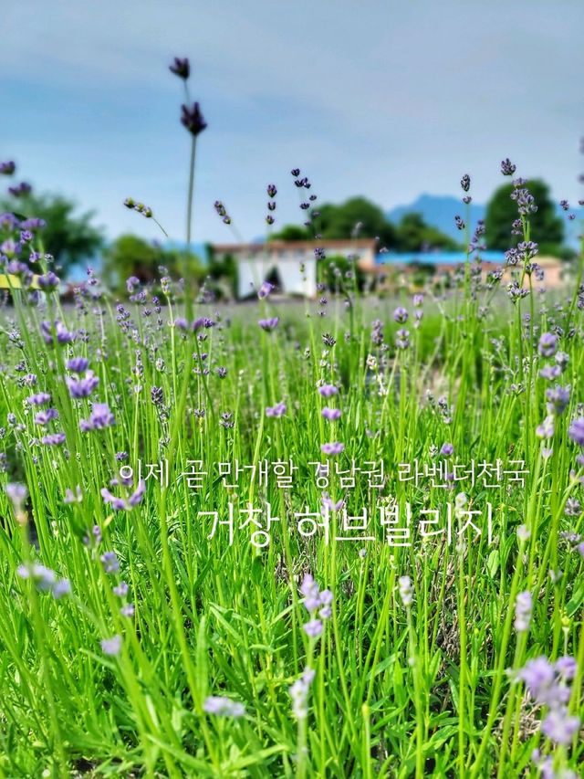 이제 곧 만개할 경남권 라벤더, 거창허브빌리지🪻💜