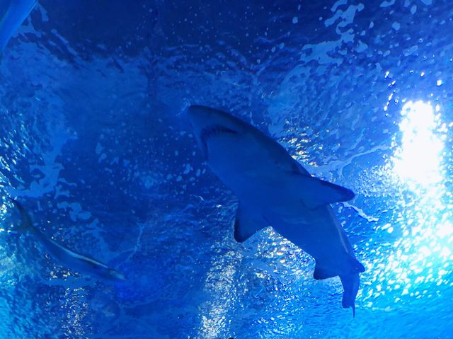 OCEANOGRAFIC@Valencia🦈