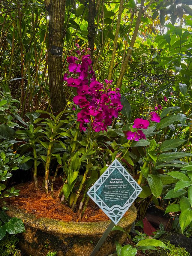 National Orchid Garden Escape