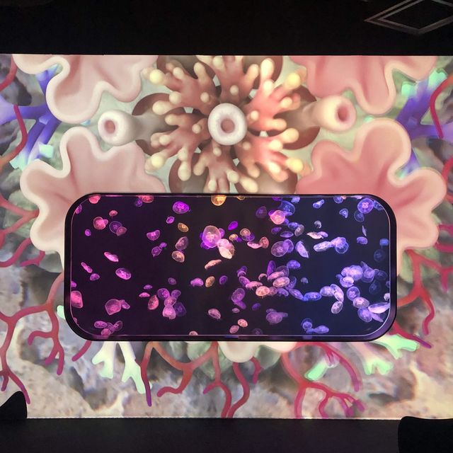 荃灣浪漫高質水母餐廳🪼🤪
