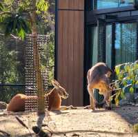 A day in taronga Zoo, starting point: back entrance.