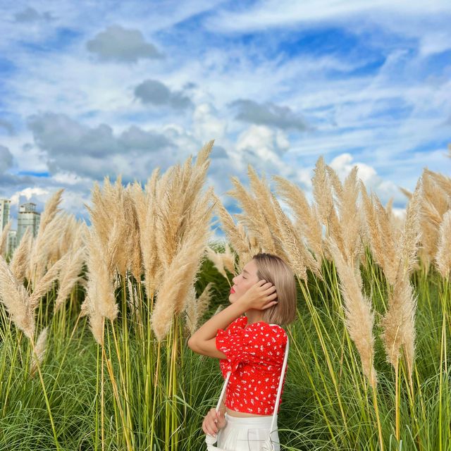 양주 천만송이 천일홍 축제✨