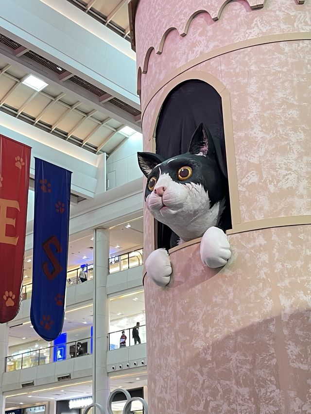 งานน้องแมว สายเวทมนต์