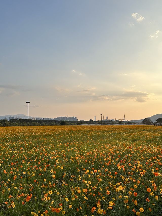 대구에서 코스모스밭을 보고 싶다면?🌸