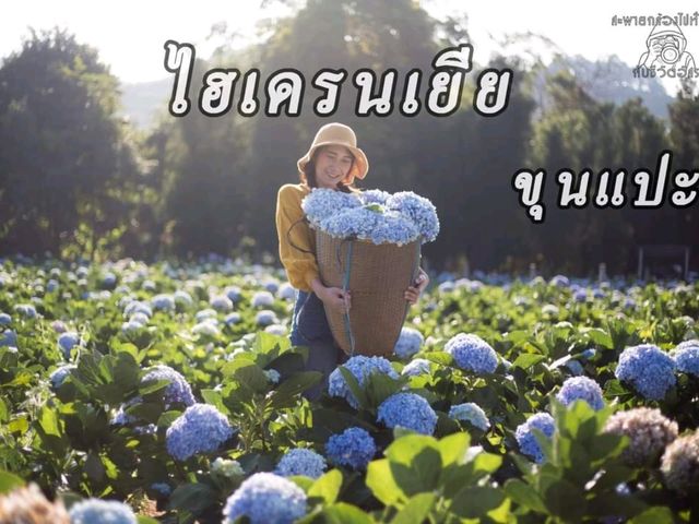 ศูนย์พัฒนาโครงการหลวงขุนแปะ ศูนย์พัฒนาโครงการหลวงขุนแปะ