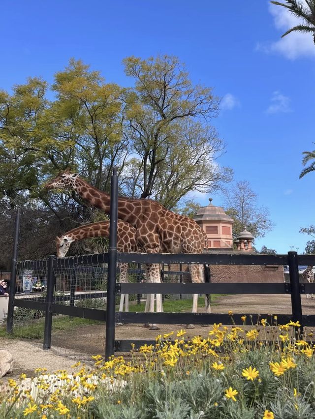 🦁🐼🦒阿德萊德動物園～與動物們面對面的奇妙冒險🦁🐼🦒