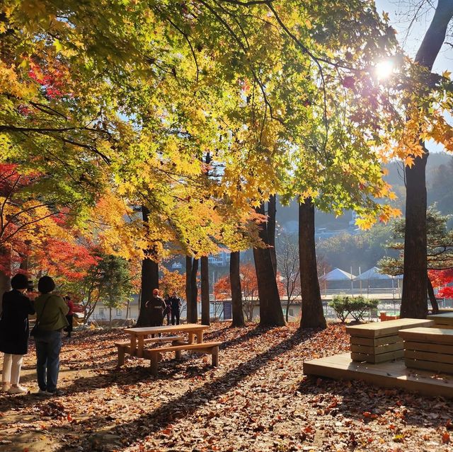 Nami Island:Fall Vibes in Winter Sonata Land