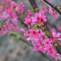 東涌觀景山睇樱花🌸