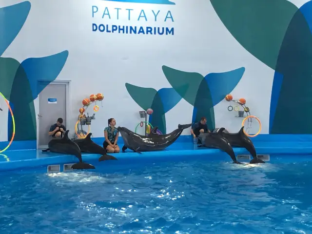 Dolphinarium Pattaya กับโชว์ที่ดีที่สุดในเอเชีย