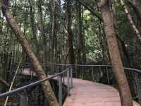 悉尼近郊旅遊景點 ☀️ 藍山國家公園Blue Mountains ☀️