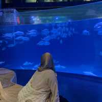 Aquarium Phuket 🐟🧜🏻‍♀️💦