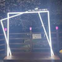 부산 벚꽃 명소, 온천천에서 벚꽃 구경하기