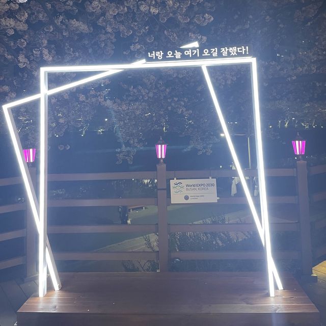 부산 벚꽃 명소, 온천천에서 벚꽃 구경하기