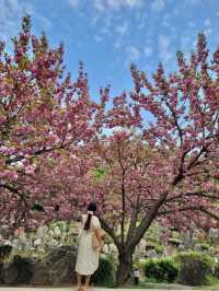 용인 겹벚꽃 명소:: 경희대 국제캠퍼스🌸